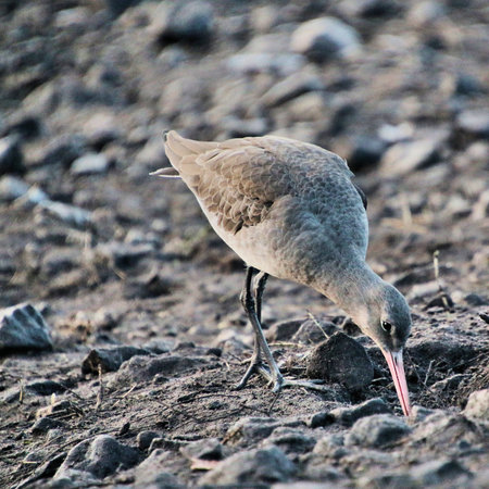 A view of a Black Tailed Godwit at Martin Mere Nature Reserve