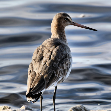 A view of a Black Tailed Godwit at Martin Mere Nature Reserve