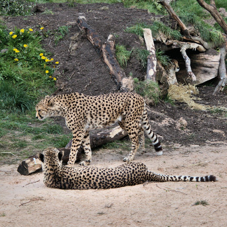 A view of a Cheetah in the wild