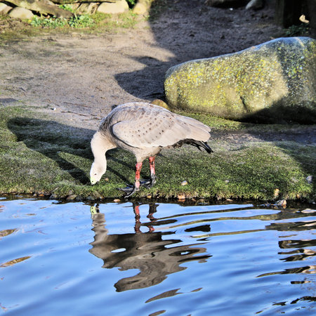 A view of a Cape Barren Goose at Martin Mere Nature Reserveの写真素材