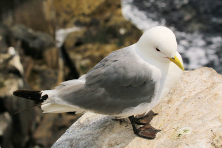 A view of a Kittiwake on Farne Islandの写真素材