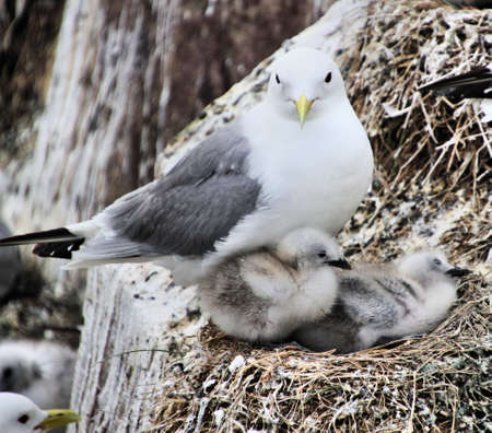 A view of a Kittiwake on Farne Islandの写真素材