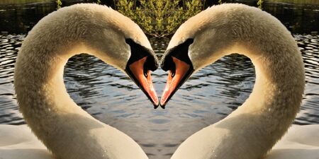 A view of a Mute Swan at Brown Moss Nature Reserve in Whitchurchの写真素材