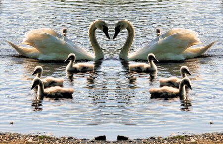 A view of a Mute Swan at Brown Moss Nature Reserve in Whitchurchの写真素材