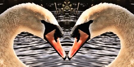 A view of a Mute Swan at Brown Moss Nature Reserve in Whitchurchの写真素材