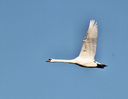 A view of a Mute Swan flying at Brown Moss Nature Reserve in Whitchurchの写真素材