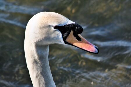 A view of a Mute Swan at Brown Moss Nature Reserve in Whitchurchの写真素材