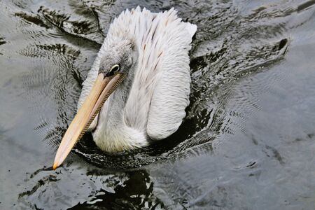 A view of some Pelicans in Londonの写真素材