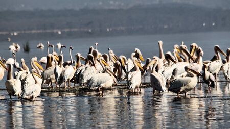A view of some Pelicans in Lake Nakuru in Kenyaの写真素材