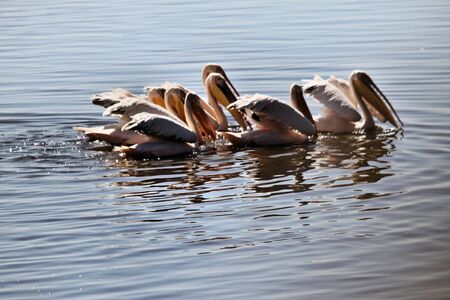 A view of some Pelicans in Lake Nakuru in Kenyaの写真素材