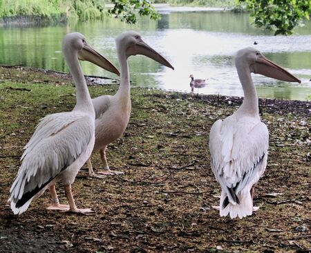 A view of some Pelicans in Londonの写真素材