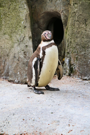 A view of a Penguin in Londonの写真素材