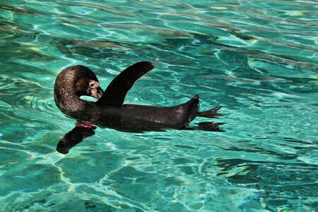 A view of a Penguin in Londonの写真素材
