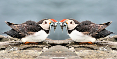 A view of a Puffin with Sand Eels on Farne Islands in the UK