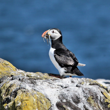 A view of a Puffin with Sand Eels on Farne Islands in the UK