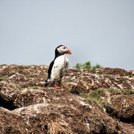 A view of a Puffin on Farne Islands in the UKの写真素材