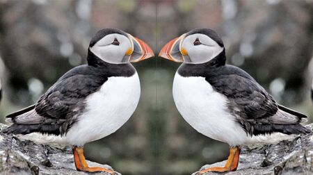 A view of a Puffin on Farne Islands in the UKの写真素材