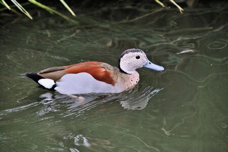 A view of a Ringed Teal at Martin Mere Nature Reserveの写真素材