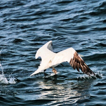 A view of a Gannet flying and Divingの写真素材