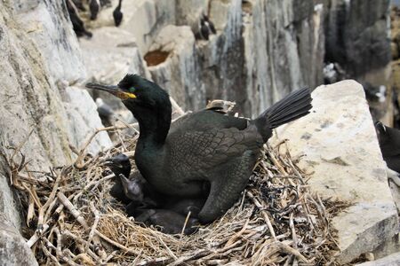 A view of a Shag on Farne Islandsの写真素材