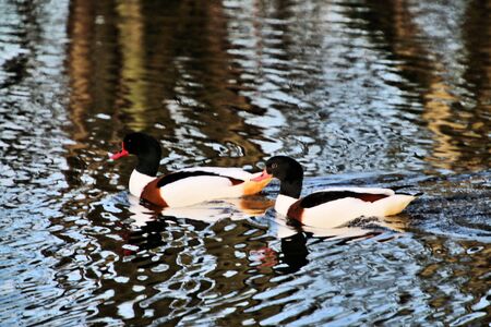 A view of a Shelduckの写真素材