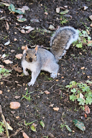 A view of a Grey Squirrel in the wild in London