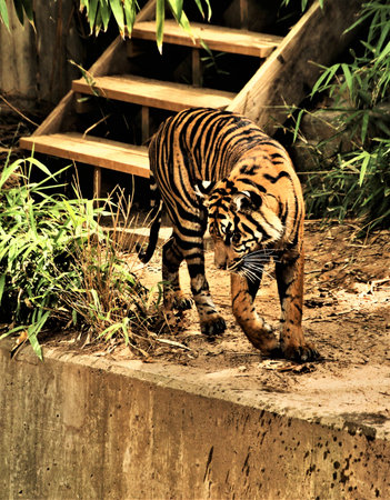 A view of a Tiger in the water