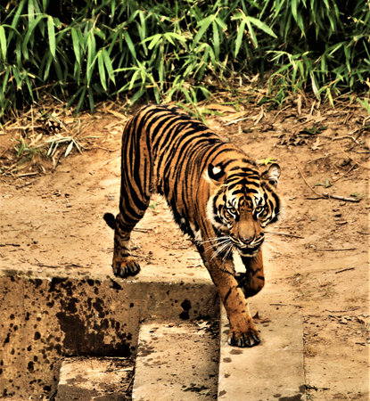 A view of a Tider near the water
