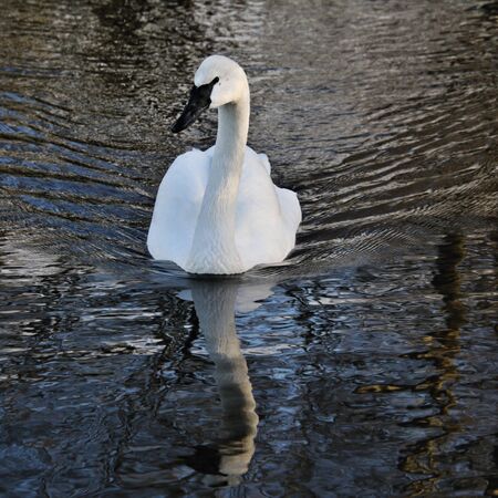 A view of Trumpeter Swans at Martin Mere Nature Reserveの写真素材
