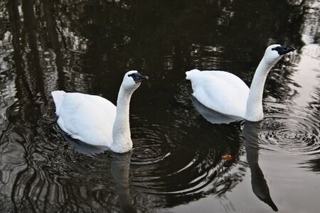 A view of Trumpeter Swans at Martin Mere Nature Reserveの写真素材