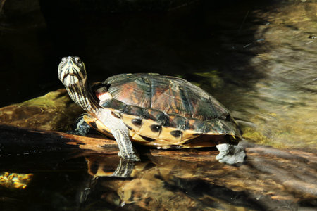 A view of a Turtle in the water