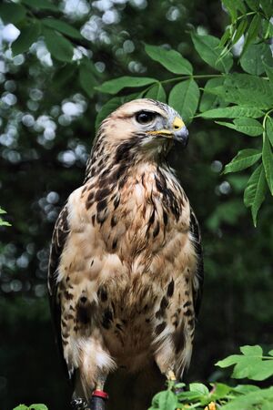 A view of a Buzzard in a tree in Shropshireの写真素材