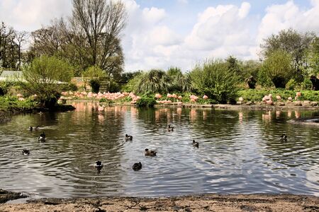 A view of some Flamingos at Slimbridge Nature Reserveの写真素材