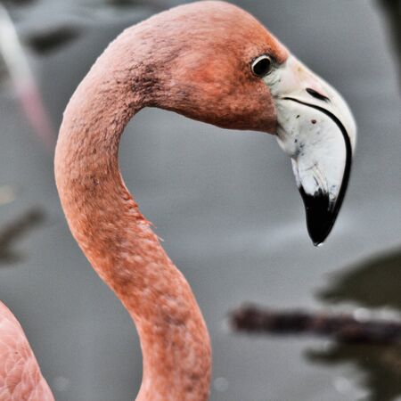 A close up of a Flamingo in the waterの写真素材