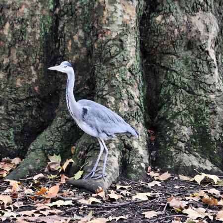 A view of a Grey Heron in Londonの写真素材