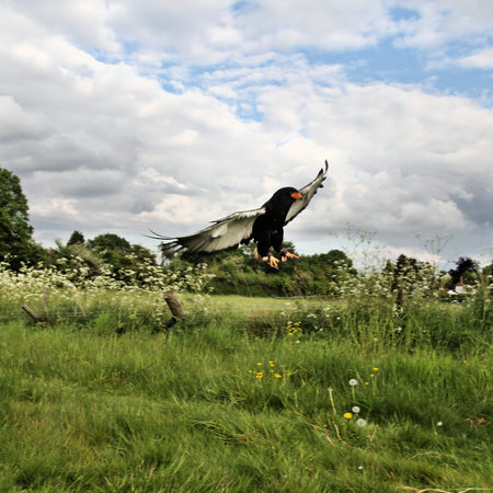 A view of a Baleteur Eagle in flight
