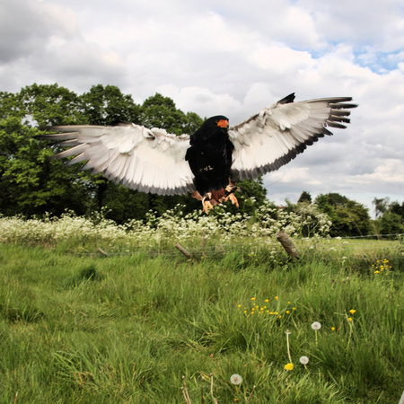 A view of a Baleteur Eagle in flight