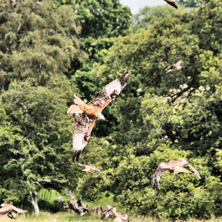 A view of a Red Kite in flight over Wales