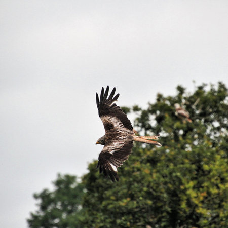 A view of a Red Kite in flight over Wales
