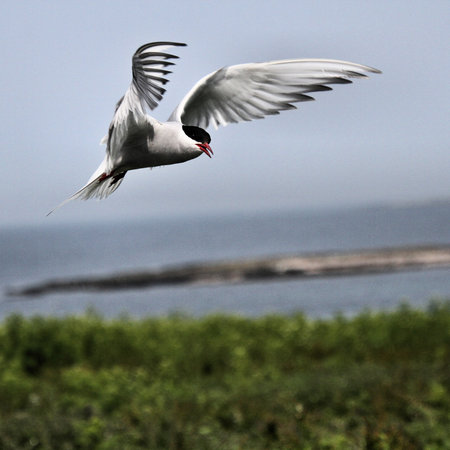 A view of an Arctic Tern in flight over Farne Islands