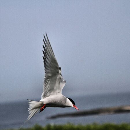 A view of an Arctic Tern in flight over Farne Islandsの写真素材