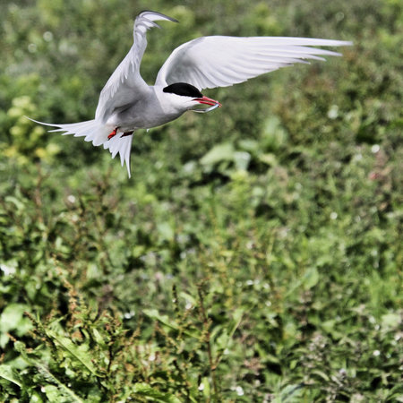 A view of an Arctic Tern in flight over Farne Islands