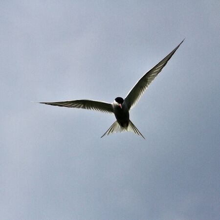 A view of an Arctic Tern in flight over Farne Islandsの写真素材
