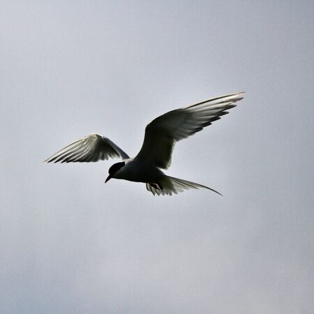 A view of an Arctic Tern in flight over Farne Islandsの写真素材