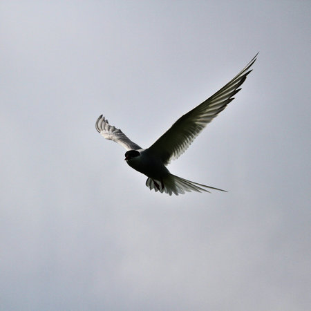 A view of an Arctic Tern in flight over Farne Islands