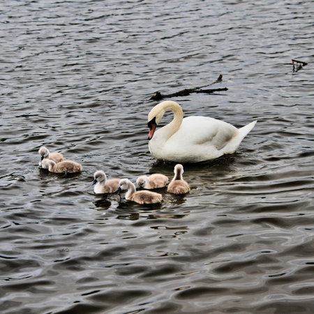A view of a Mute Swan with Cygnets at Nantwichの写真素材