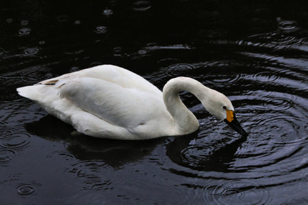 A view of a Bewick Swan at Martin Mere Nature Reserve