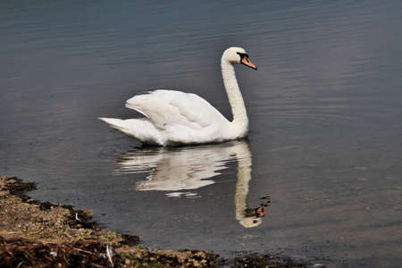 A view of a Mute Swan in the Lake Districtの写真素材