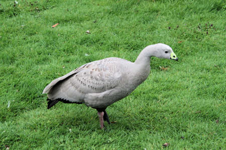 A view of a Cape Barren Gooseの写真素材