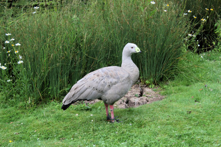 A view of a Cape Barren Gooseの写真素材